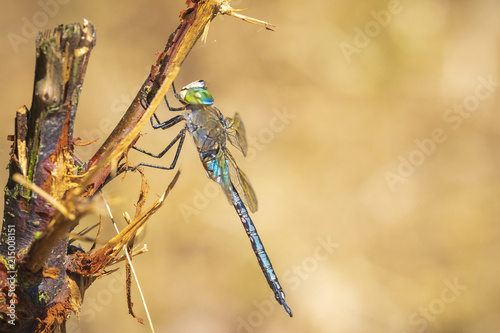 Closeup of a lesser emperor dragonfly Anax parthenope resting under leaves in a tree photo