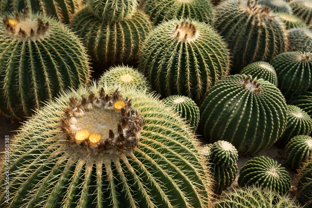 closeup of ball cactus in growth at garden