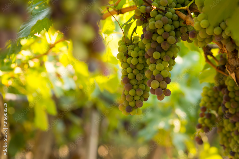 Close Up of Grapes in August Before the Grape Harvest