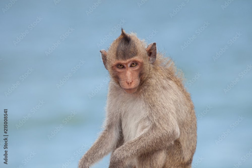 Fototapeta premium 可愛いサル