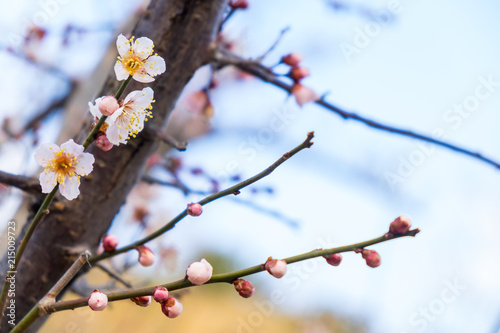 tree spring beautiful
