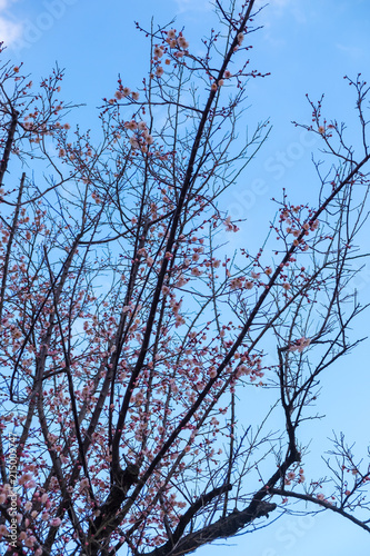 tree spring beautiful