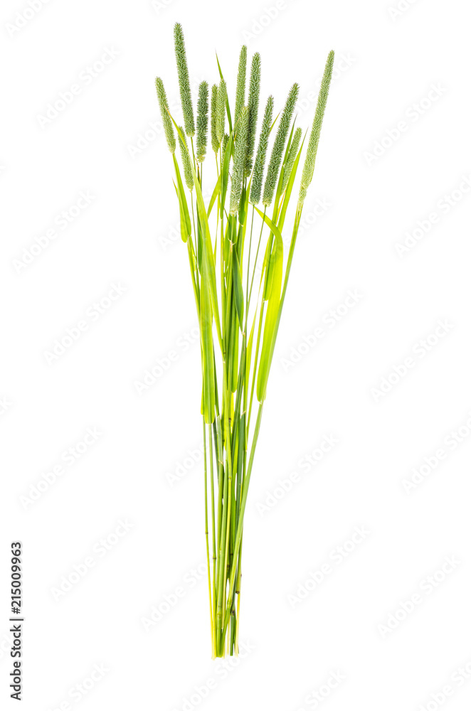 Grass stems Phleum