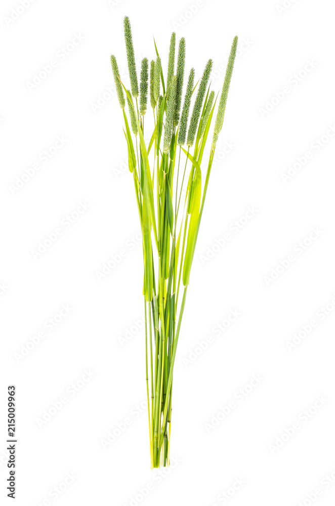 Grass stems Phleum Grass stems Phleum