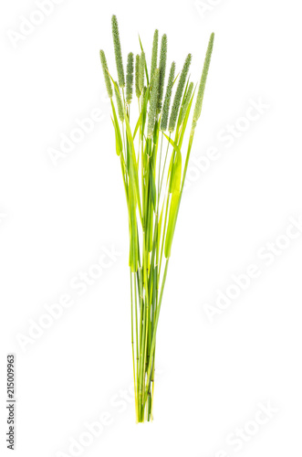 Grass stems Phleum