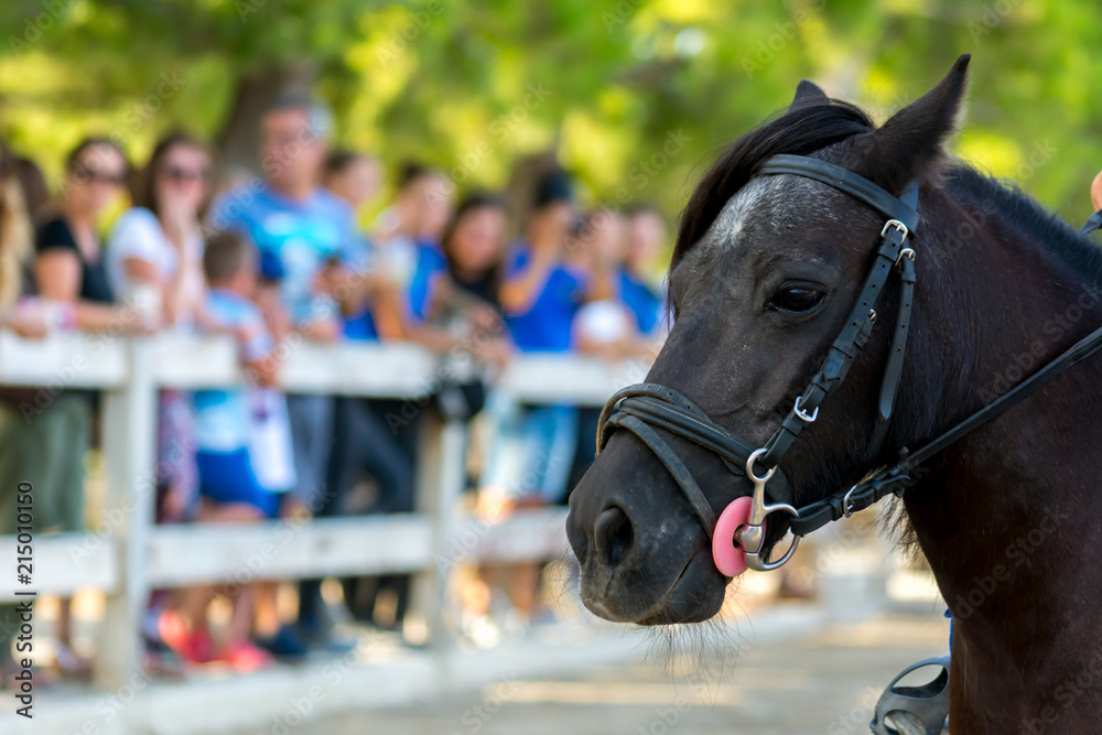 Obraz premium Close Up of the Head of Brown Horse on Blur Background at the Equestrian Competition.