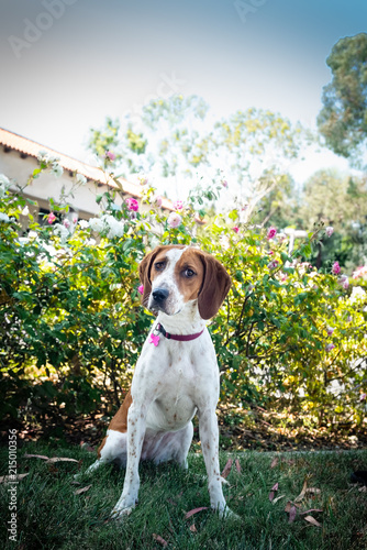 A hound dog sitting outside on grass in front of a flowering rose bush. © Mary Lynn Strand