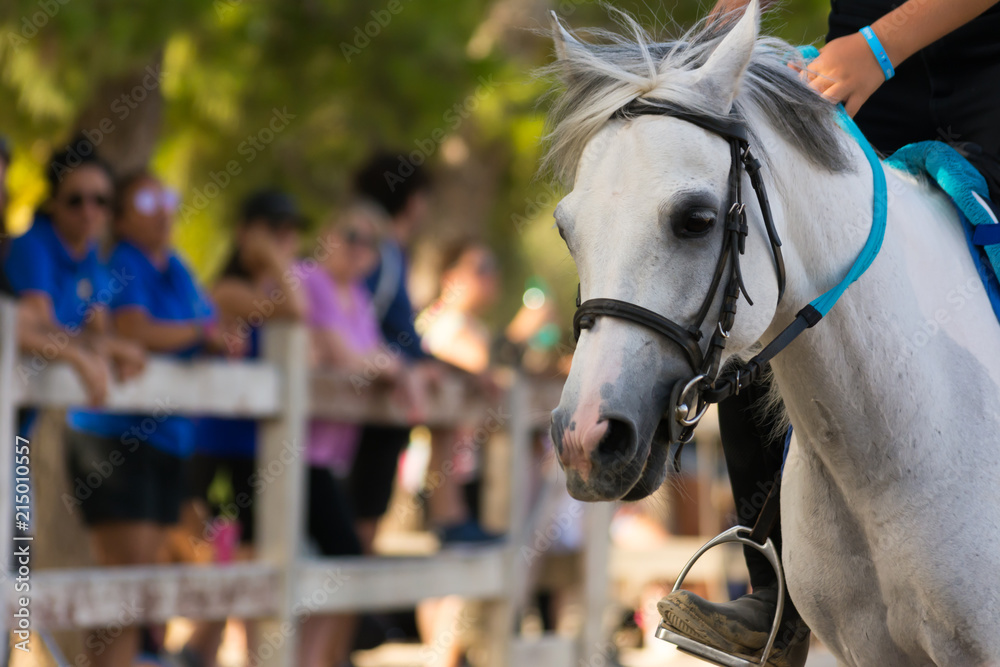 Close Up of the Head of White Horse on Blur Background at the Equestrian Competition. Close Up of the Head of White Horse on Blur Background at the Equestrian Competition.