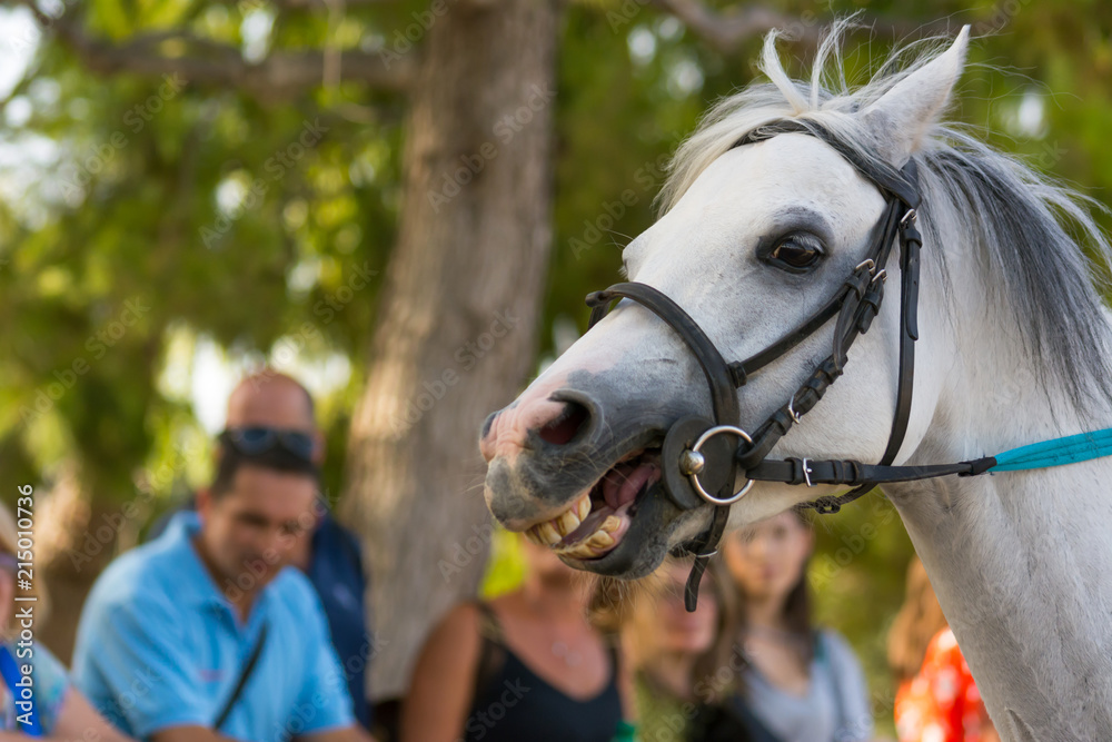 Obraz premium Close Up of the Head of White Horse on Blur Background at the Equestrian Competition.