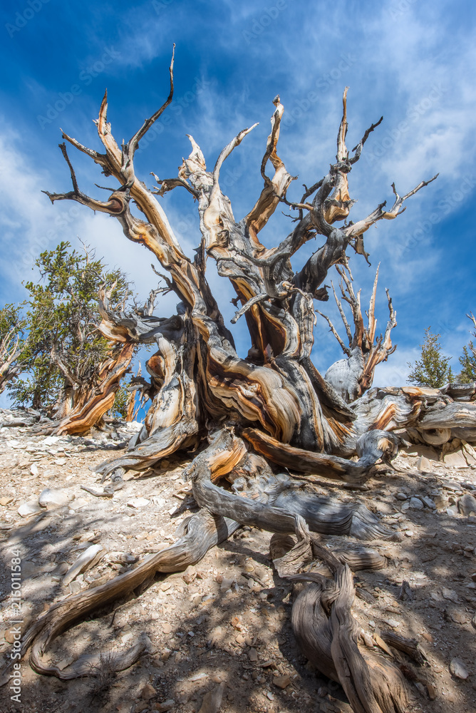 Bristlecone pine the oldest tree in the world in sunny day