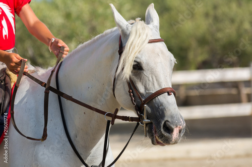 Close Up of White Horse on Blur Background at the Equestrian Competition