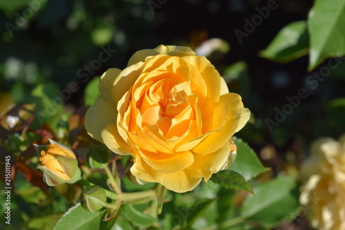 Julia Child Roses - Yellow