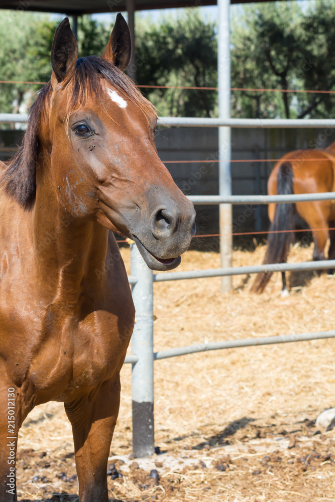 Obraz premium Head of Brown Horse in a Stable