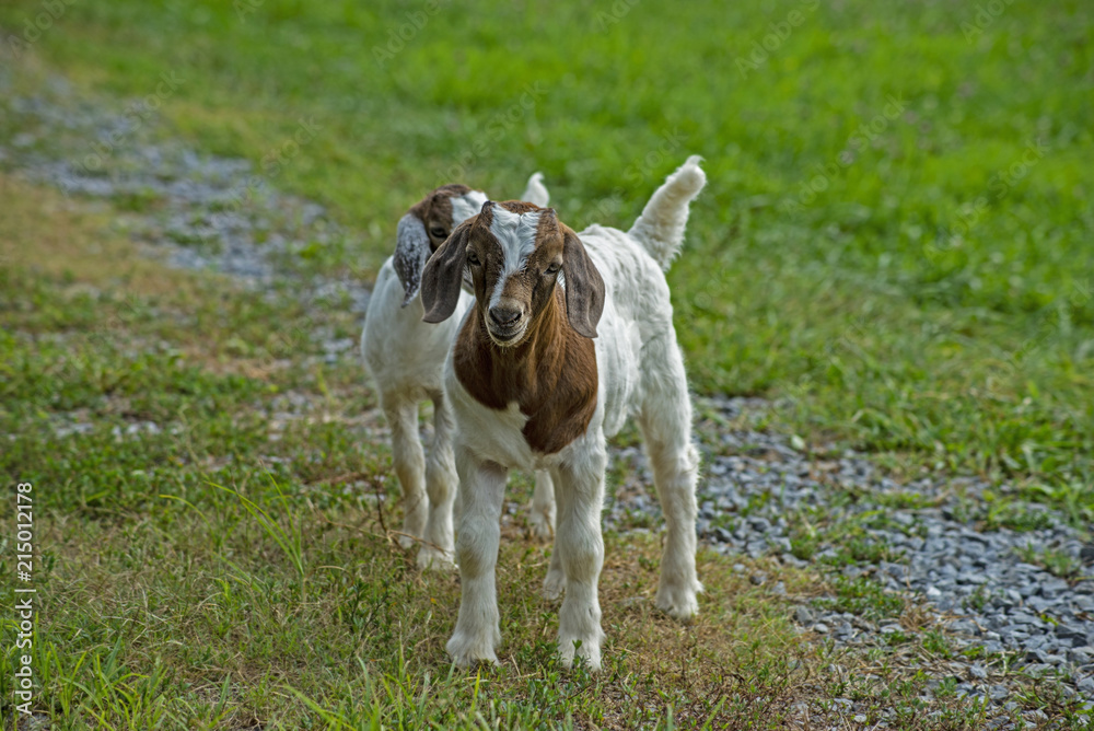 Two young goats play together in green grass. Two young goats play together in green grass.