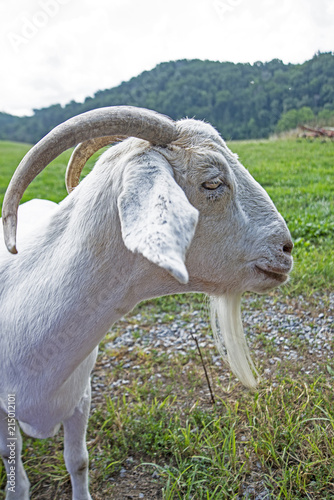Closeup of a young bearded horned white goat with a green background.