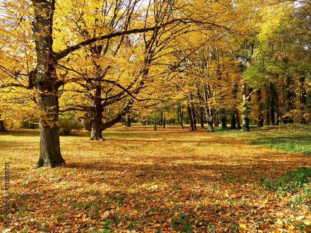 Herbst im Park