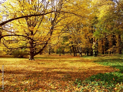 Herbst im Park