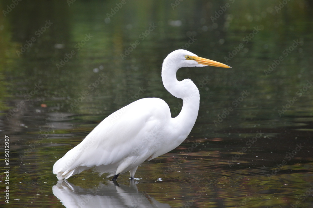 White Heron White Heron