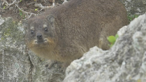 A Rock hyrax in the Southern Cape gaurding it's midden photo