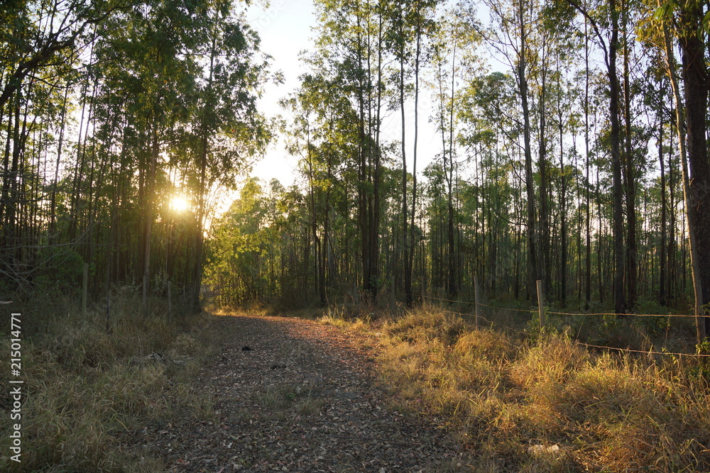 Fototapeta premium estrada em meio a plantaçao de eucalipto com o sol se pondo 