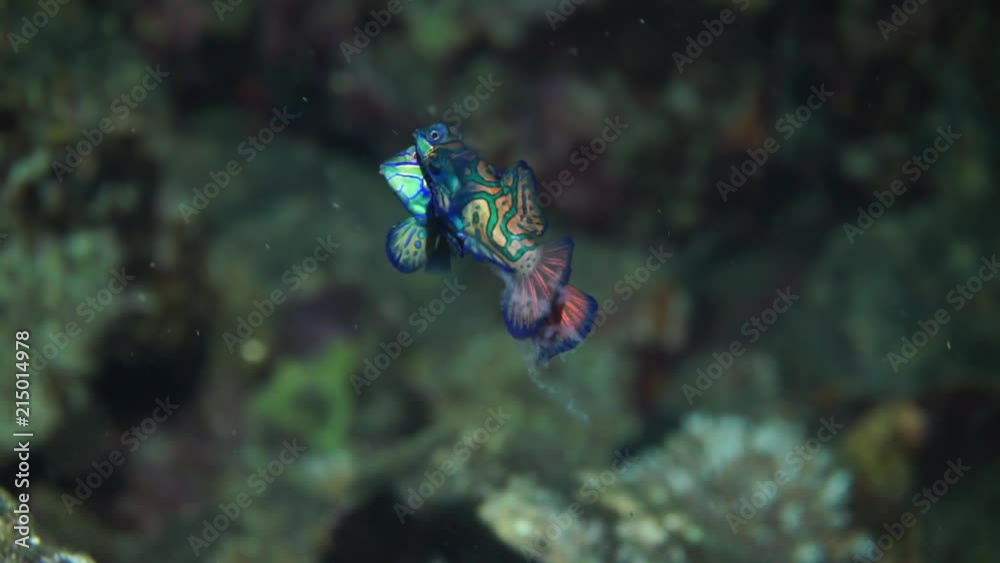 2 mandarin fish that are mating in banda neira, Indoensia. they perform a very unique dance together as they are mating. You can see the outcome of the male in the water. 2 mandarin fish that are mating in banda neira, Indoensia. they perform a very unique dance together as they are mating. You can see the outcome of the male in the water.