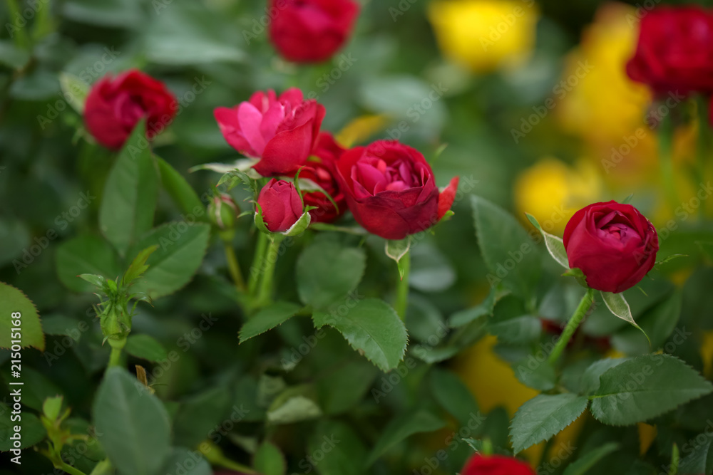 Beautiful blooming roses, closeup