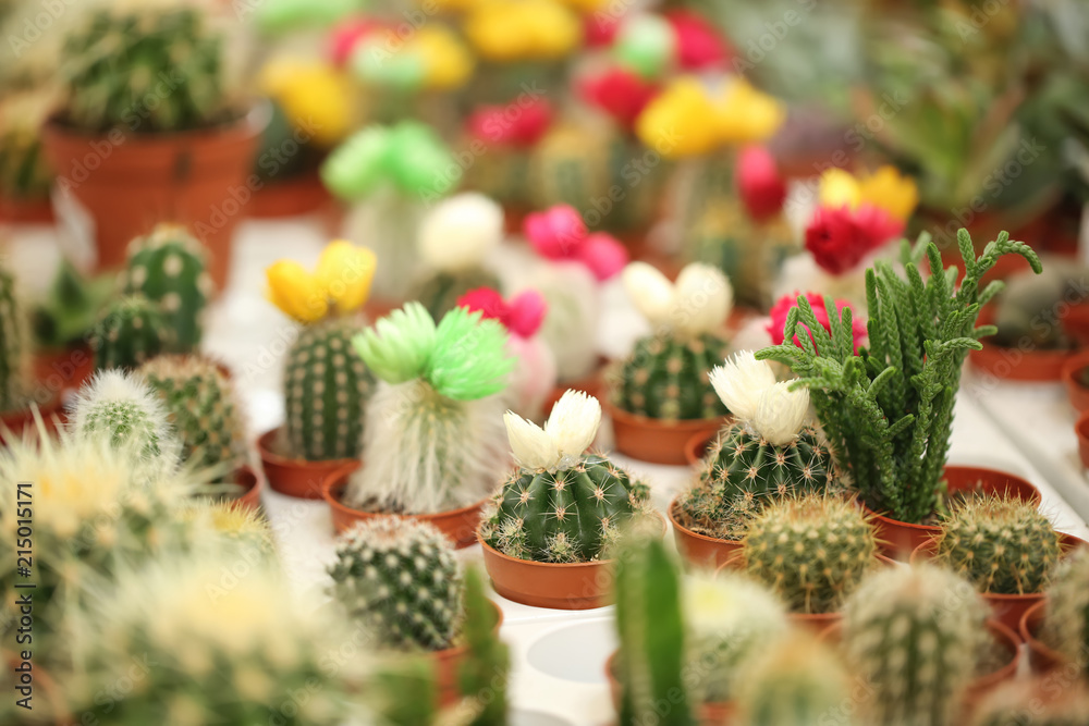 Pots with beautiful cacti, closeup. Tropical flowers Pots with beautiful cacti, closeup. Tropical flowers