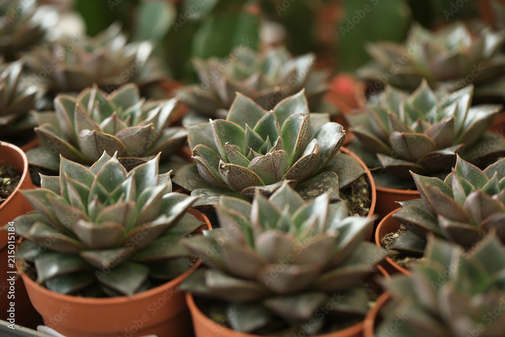 Obraz premium Beautiful echeverias in pots, closeup. Tropical flowers