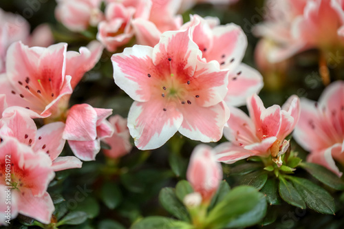 Beautiful blooming azalea flowers  closeup. Tropical plant