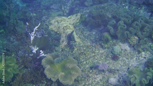 a very rare wobbegong shark is swimming along the reef bottom in search of a good spot to hunt. They are normally found in caves or under coral tables photo