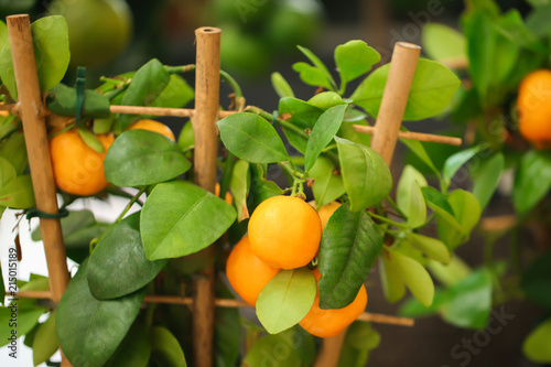 Принти на полотні Beautiful calamondin shrub with fruits, closeup. Tropical plant