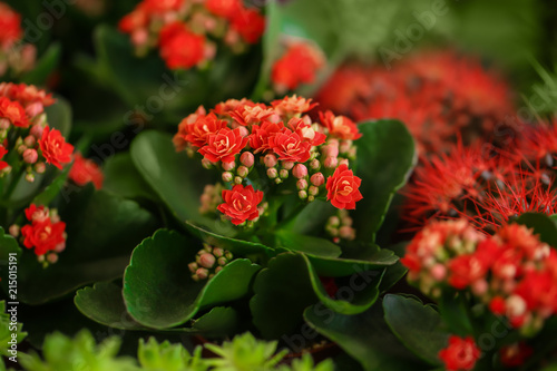 Fototapeta Naklejka Na Ścianę i Meble -  Beautiful blooming kalanchoe flowers, closeup. Tropical plant