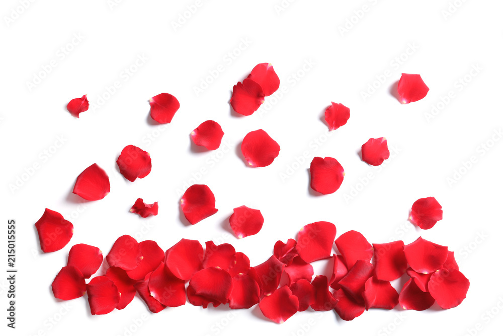 Red rose petals on white background, top view