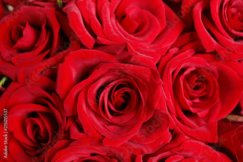 Beautiful red rose flowers as background  closeup