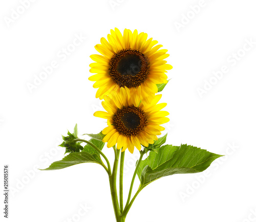 Fototapeta Naklejka Na Ścianę i Meble -  Beautiful bright yellow sunflowers on white background