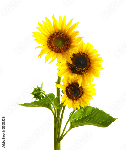 Beautiful bright yellow sunflowers on white background