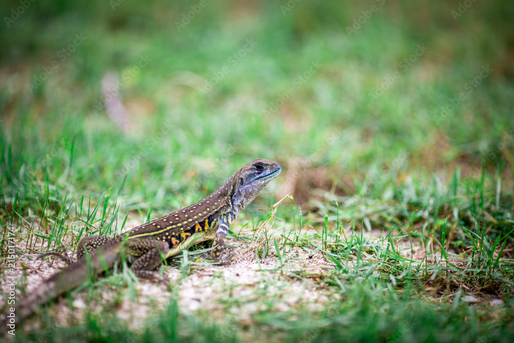 skink, is a reptile Flake is a shadow. Mostly liked by the ground. There are some types of tree species. Some kind of legs skink, is a reptile Flake is a shadow. Mostly liked by the ground. There are some types of tree species. Some kind of legs