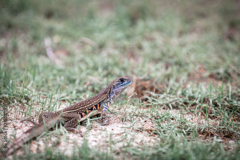 skink, is a reptile Flake is a shadow. Mostly liked by the ground. There are some types of tree species. Some kind of legs skink, is a reptile Flake is a shadow. Mostly liked by the ground. There are some types of tree species. Some kind of legs