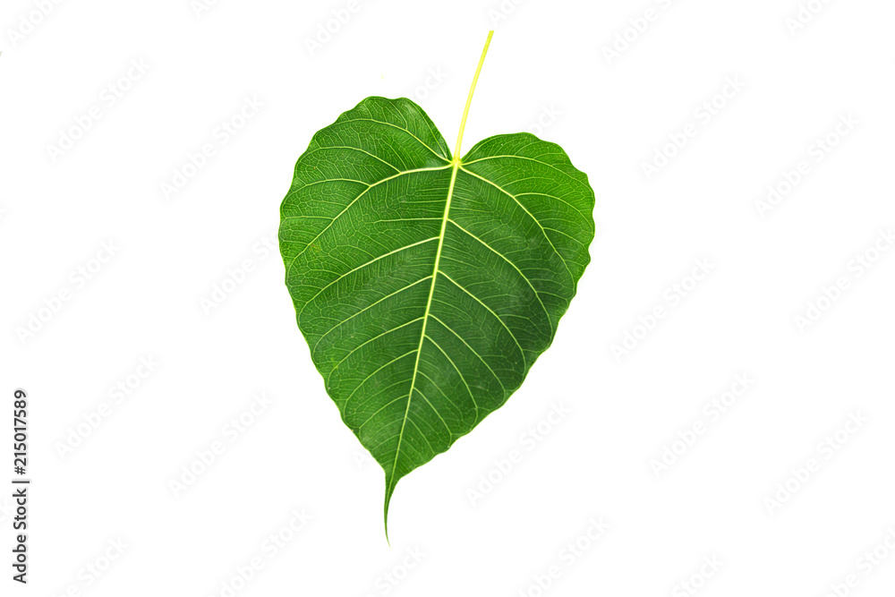 Fototapeta premium Green bodhi leaf vein on white background