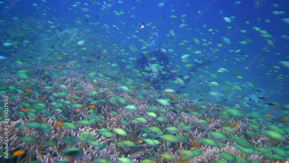 custom made wallpaper toronto digitalcolorful reef inhabitated by many small fish in Raja ampat. Dive site melissas garden is one of the most beautiful dive sites in the world. diver almost hidden behind all the fish.