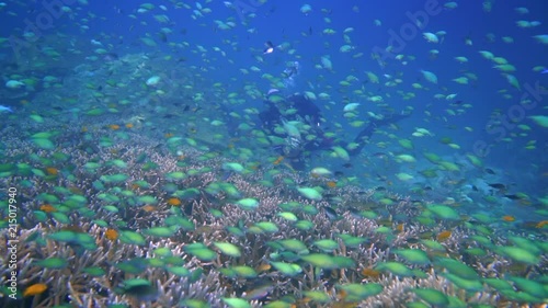 Wallpaper Mural colorful reef inhabitated by many small fish in Raja ampat. Dive site melissas garden is one of the most beautiful dive sites in the world. diver almost hidden behind all the fish. Torontodigital.ca