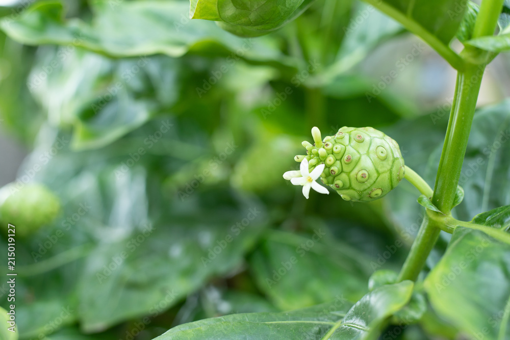 morinda Citrifolia Fruit And Leaf or Noni or Cheese fruit morinda Citrifolia Fruit And Leaf or Noni or Cheese fruit