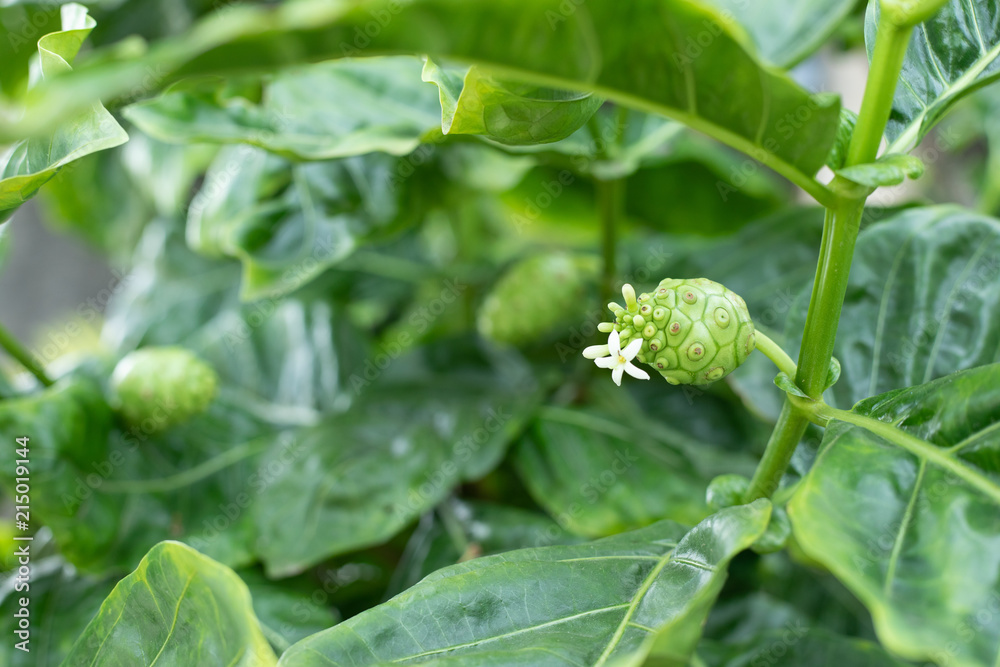 morinda Citrifolia Fruit And Leaf or Noni or Cheese fruit morinda Citrifolia Fruit And Leaf or Noni or Cheese fruit