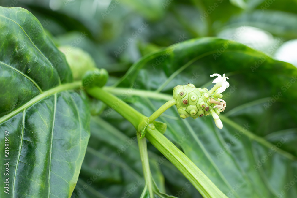 noni or Morinda citrifolia, great morinda, Indian mulberry, beach mulberry, or cheese fruit, on tree noni or Morinda citrifolia, great morinda, Indian mulberry, beach mulberry, or cheese fruit, on tree