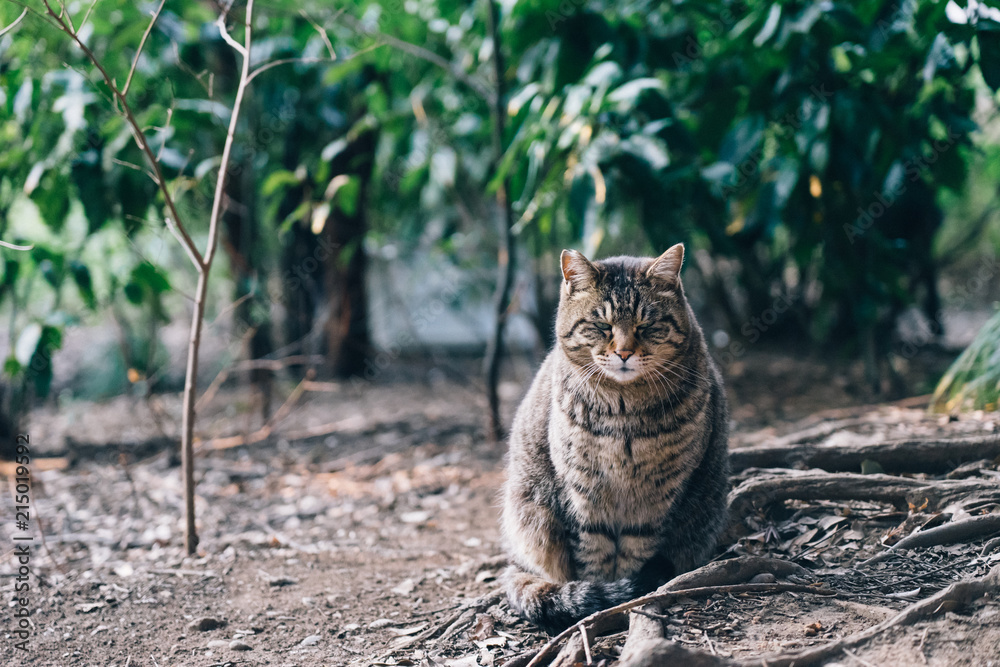 Obraz premium Stray cat