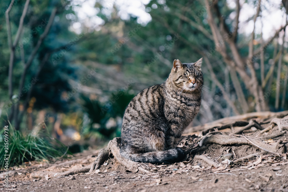 Stray cat
