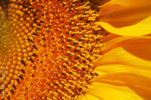 flower of a sunflower close-up.