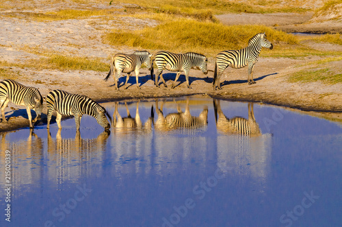 Zebra Reflections