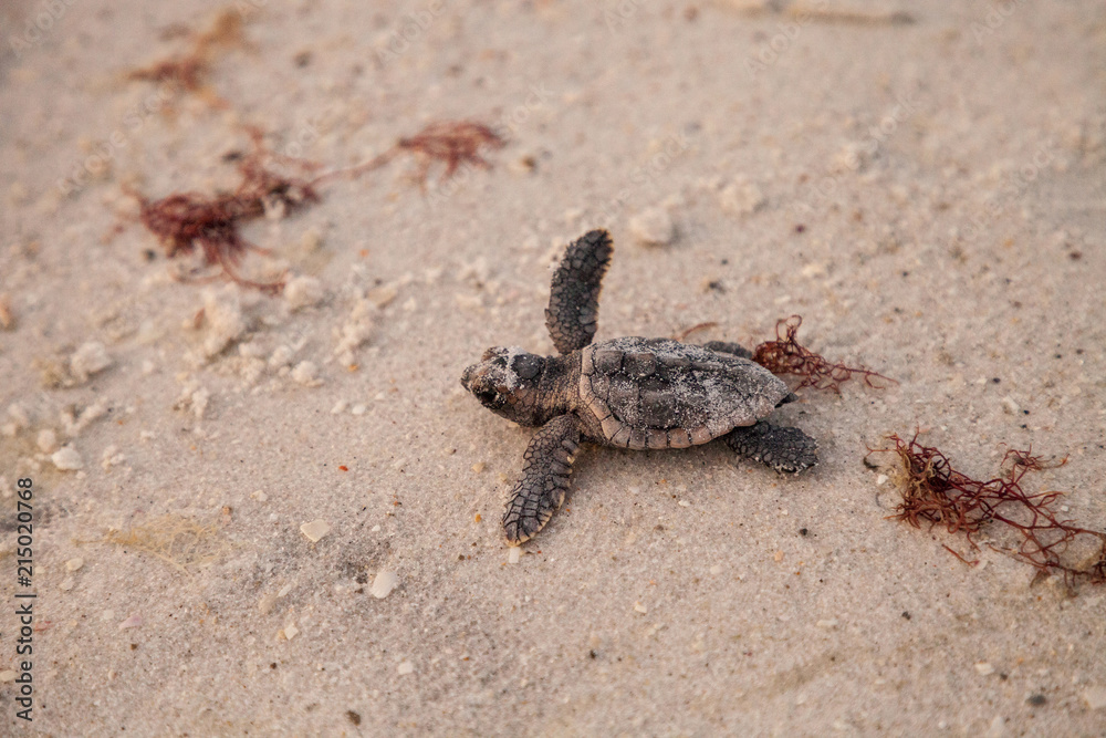 Obraz premium Hatchling baby loggerhead sea turtles Caretta caretta climb out of their nest