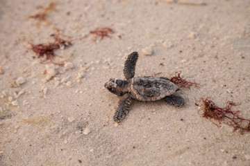 Sierkussen Schildpad Babyschildpadjes verlaten nest richting zee  © SailingAway